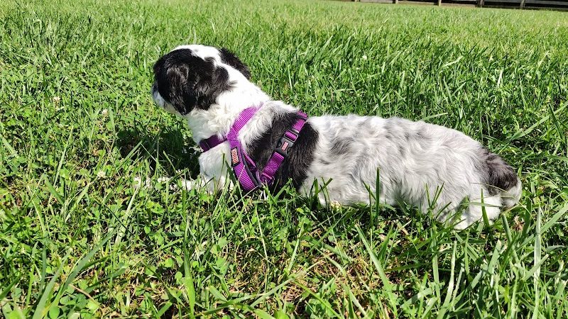 Ida Juris Bennett Dog Park - Lebanon, OH