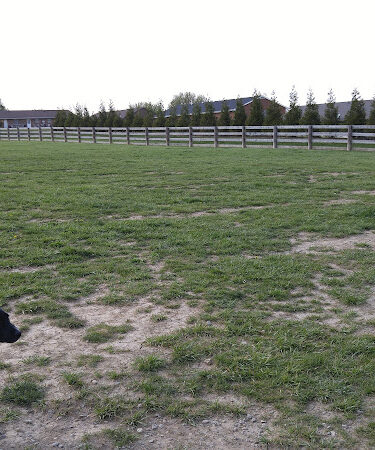 Ida Juris Bennett Dog Park