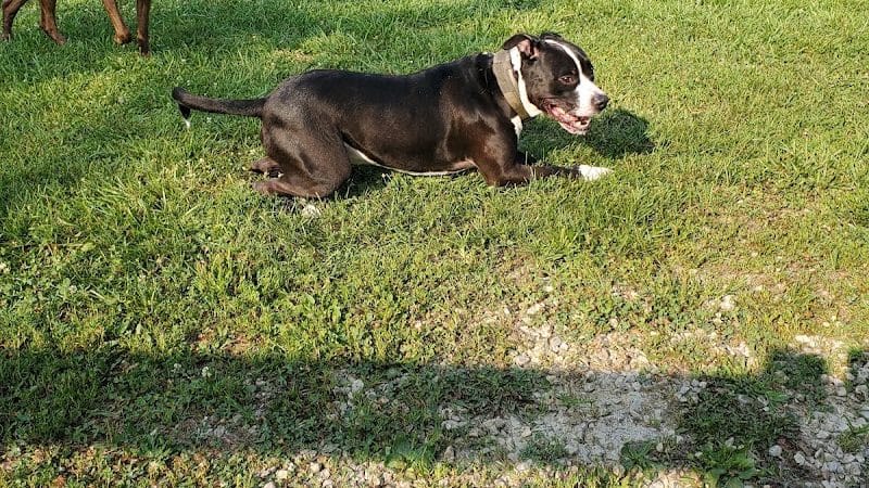 Ida Juris Bennett Dog Park - Lebanon, OH