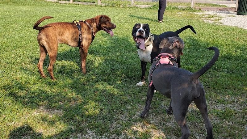 Ida Juris Bennett Dog Park - Lebanon, OH