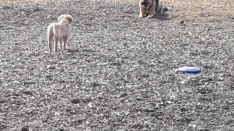 Friend Lee Pets Dog Park - Lee, NH