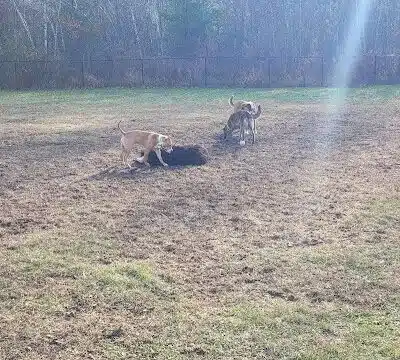 Friend Lee Pets Dog Park - Lee, NH