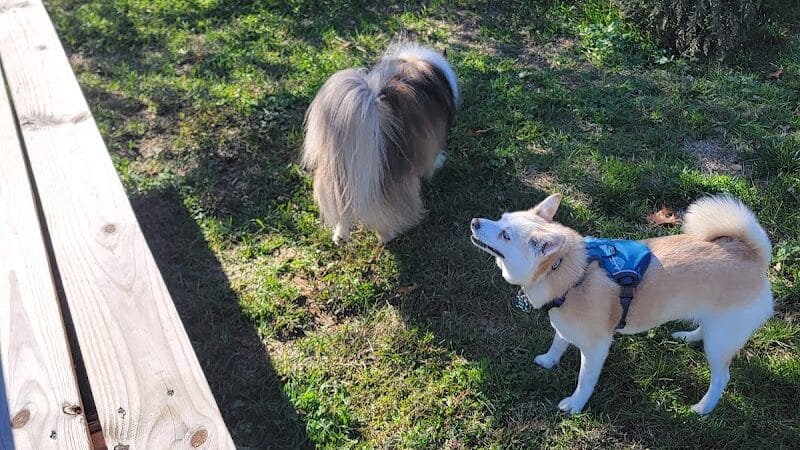 Friend Lee Pets Dog Park - Lee, NH