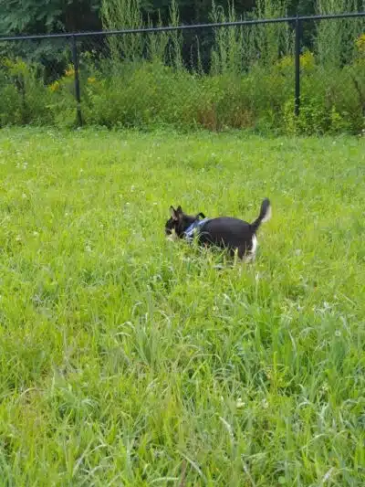 Friend Lee Pets Dog Park - Lee, NH
