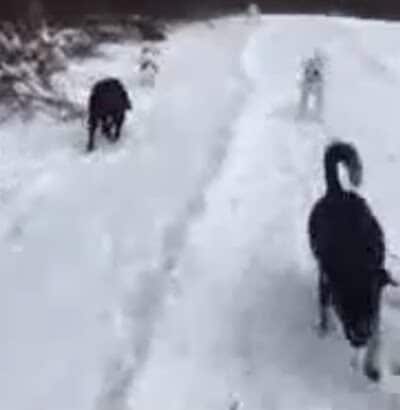 Hazey Acres K9 Boarding - Leetonia, OH