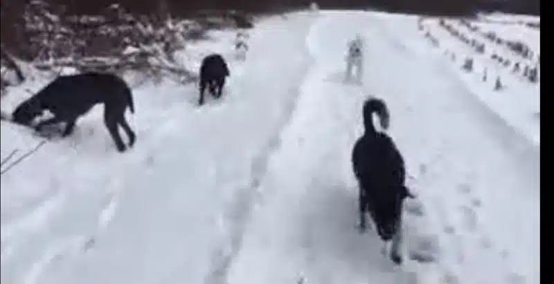 Hazey Acres K9 Boarding - Leetonia, OH