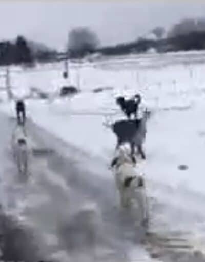 Hazey Acres K9 Boarding - Leetonia, OH