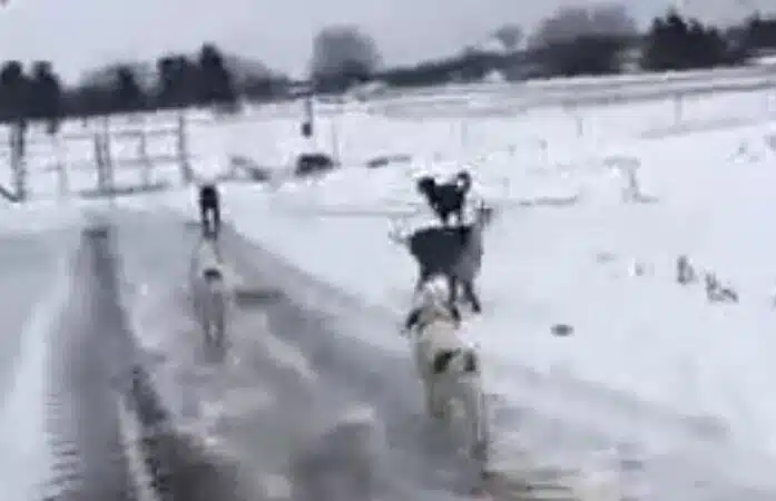 Hazey Acres K9 Boarding - Leetonia, OH