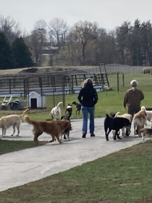 Hazey Acres K9 Boarding
