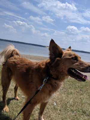 Alum Creek State Park Beach
