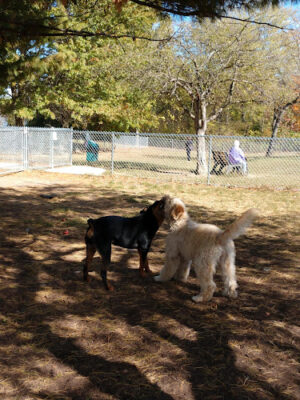 Friends of Alum Creek Dog Park