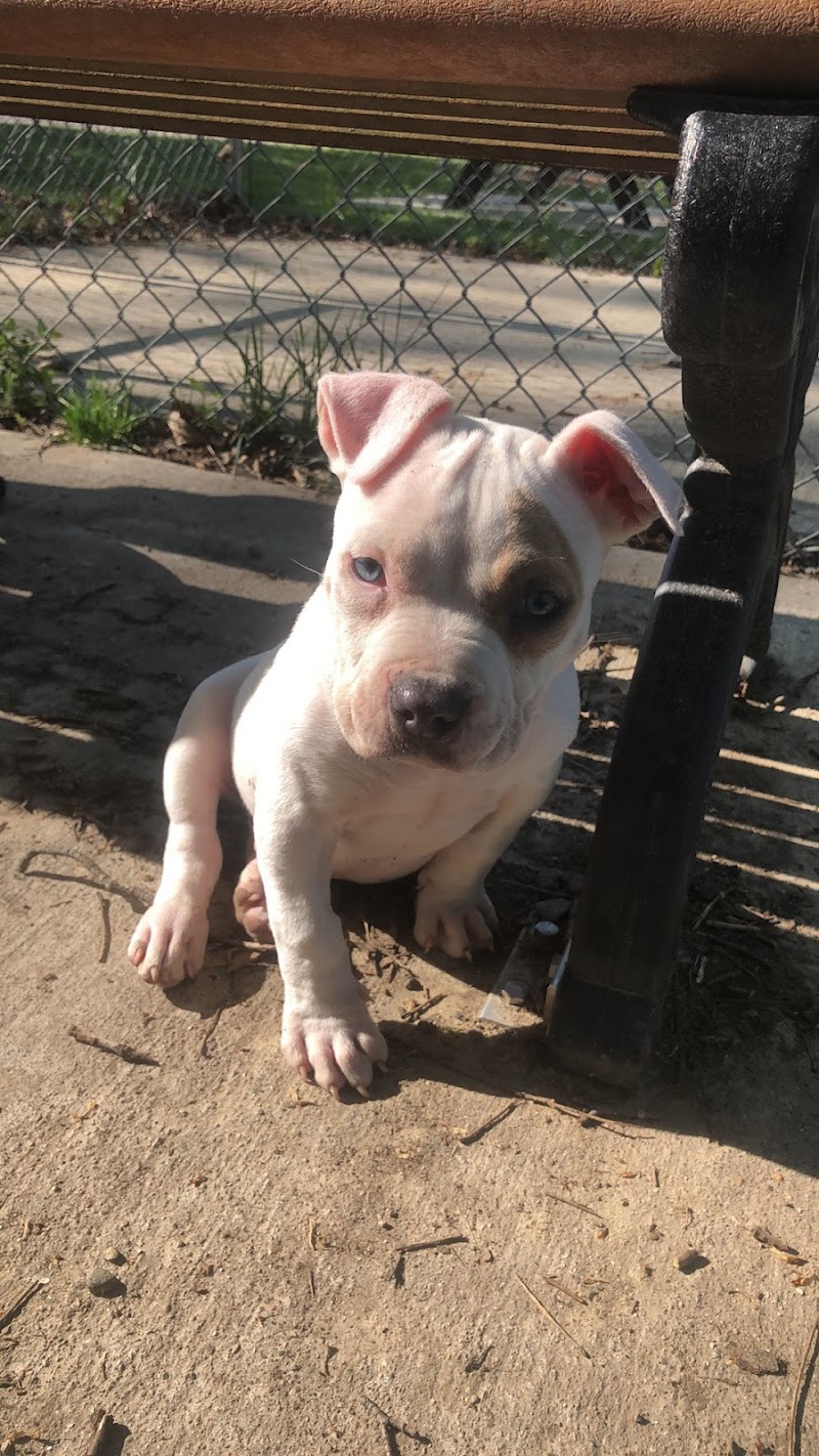 Lewisburg Dog Park by Royal Canin - Lewisburg, OH