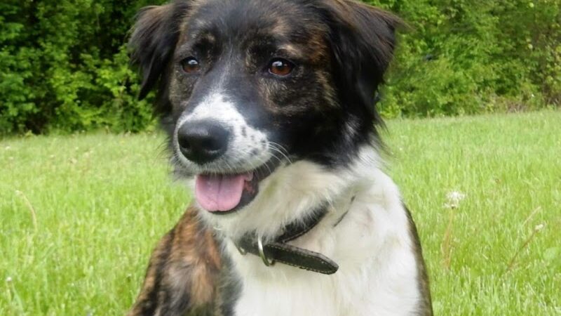 Allen County Dog Warden - Lima, OH