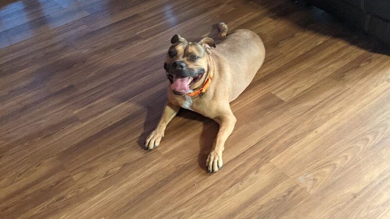 Allen County Dog Warden - Lima, OH