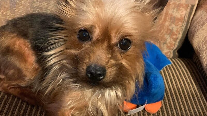 Allen County Dog Warden - Lima, OH