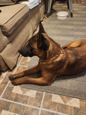 Allen County Dog Warden