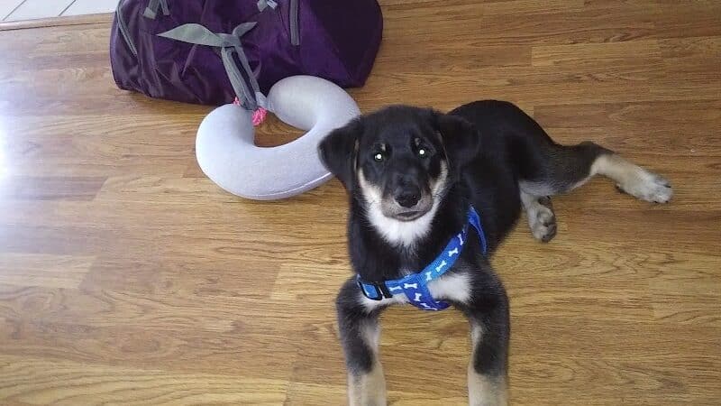 Allen County Dog Warden - Lima, OH