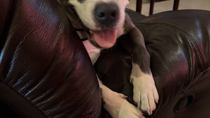 Allen County Dog Warden - Lima, OH