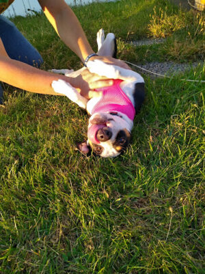 Debs Dogs