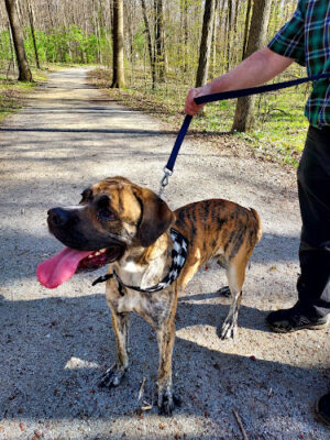 Hermon Woodlands