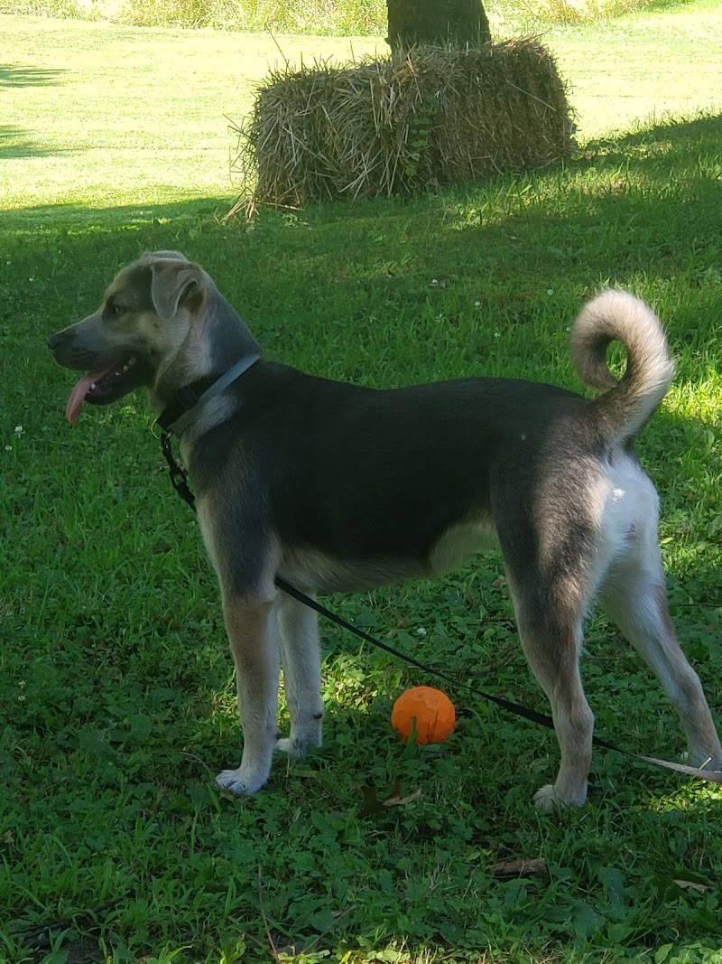 Lisbon Dog Park - Lisbon, OH