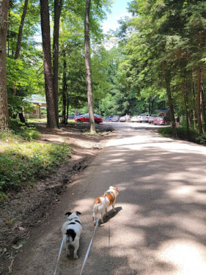 Cedar Falls Trailhead Parking