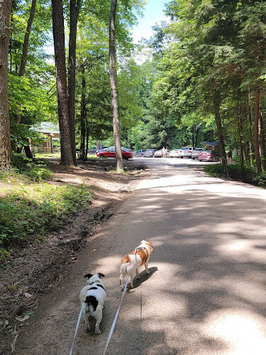 Cedar Falls Trailhead Parking