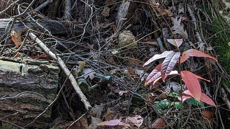 Hemlock Bridge Trail- Hocking Hills State Park - Logan, OH