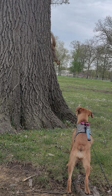 Oakwood Park