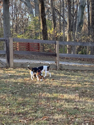 Bark Park