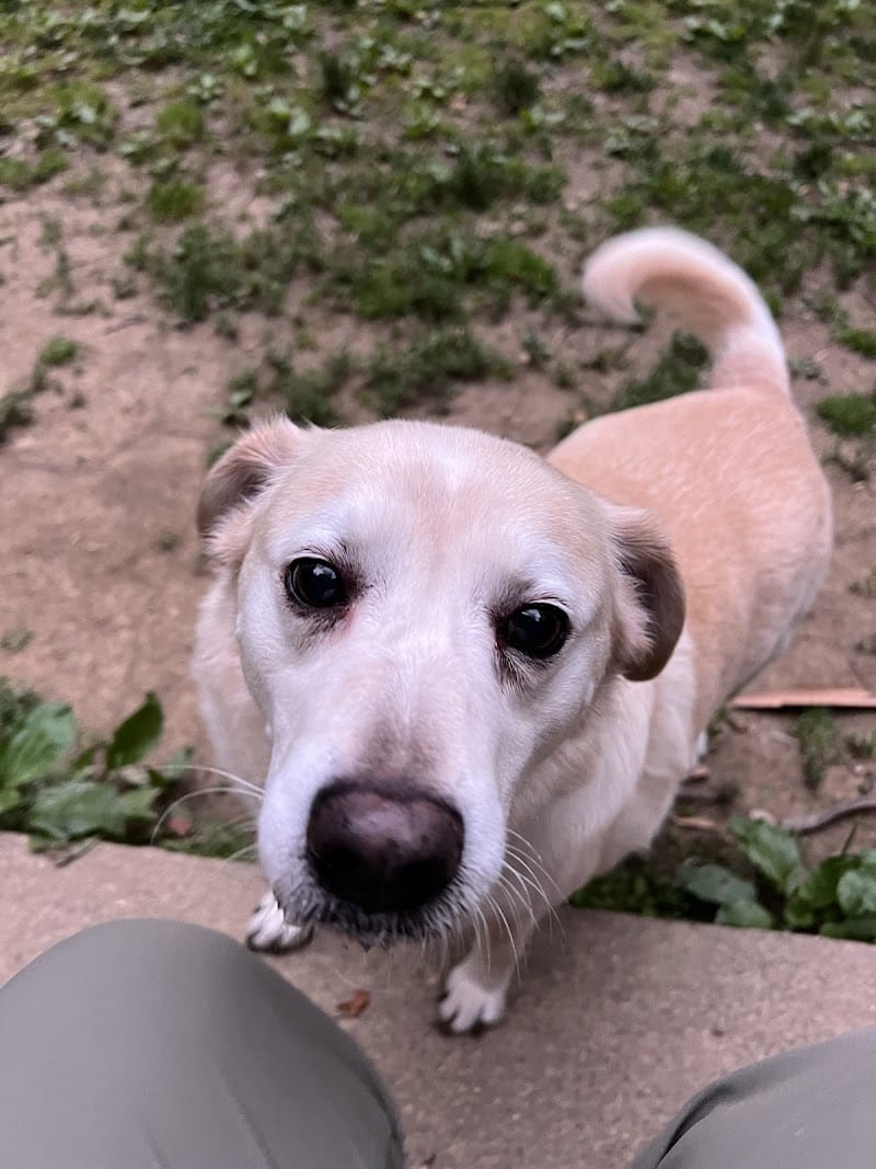 Bark Park - Loveland, OH