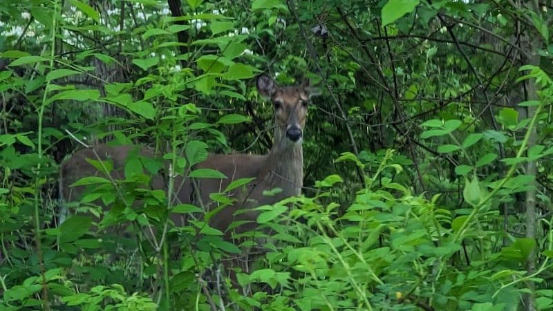 Symmes Township Park - Loveland, OH