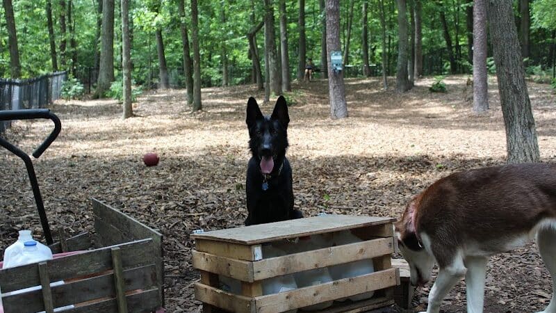 Manchester Dog Park - Manchester, CT