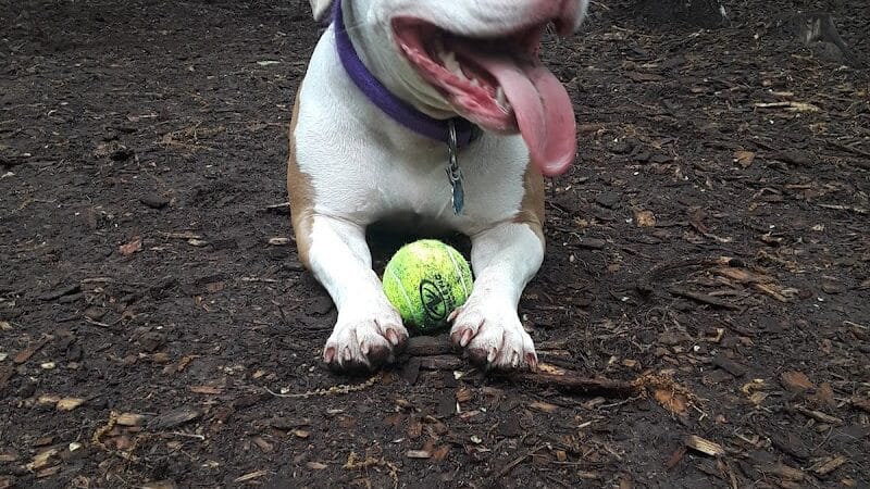 Manchester Dog Park - Manchester, CT