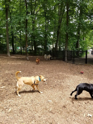 Manchester Dog Park