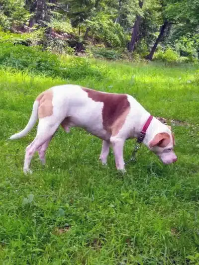 Manchester Dog Park - Manchester, CT