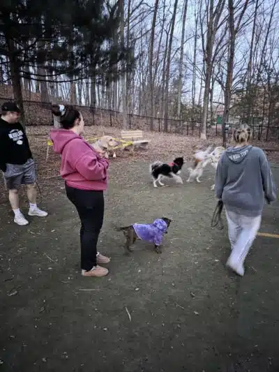 Manchester Dog Park - Manchester, CT