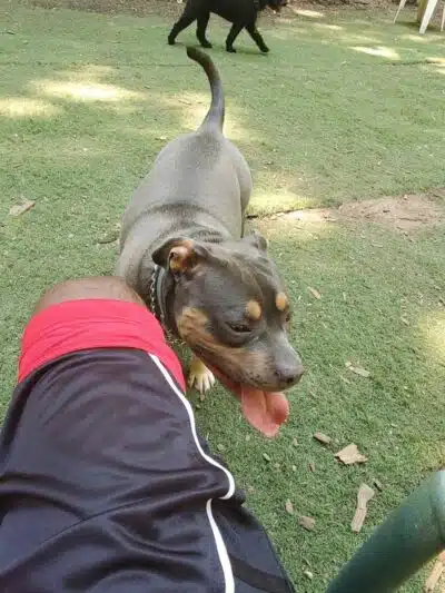 Manchester Dog Park - Manchester, CT