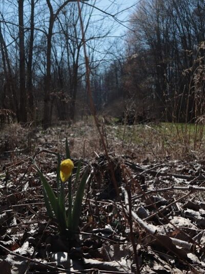 Fox Glen Park - Mansfield, OH