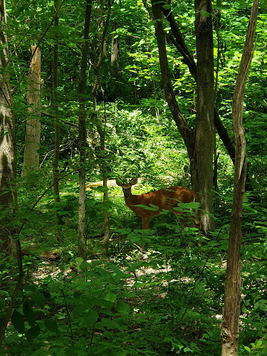 Fox Glen Park