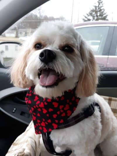 Mohican Kennels - Mansfield, OH