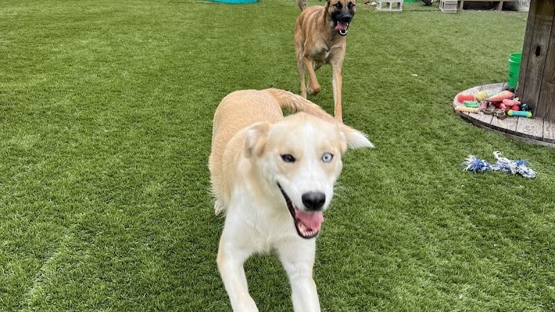ZZ Dogs and Paws - Mansfield, OH