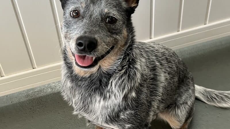 ZZ Dogs and Paws - Mansfield, OH