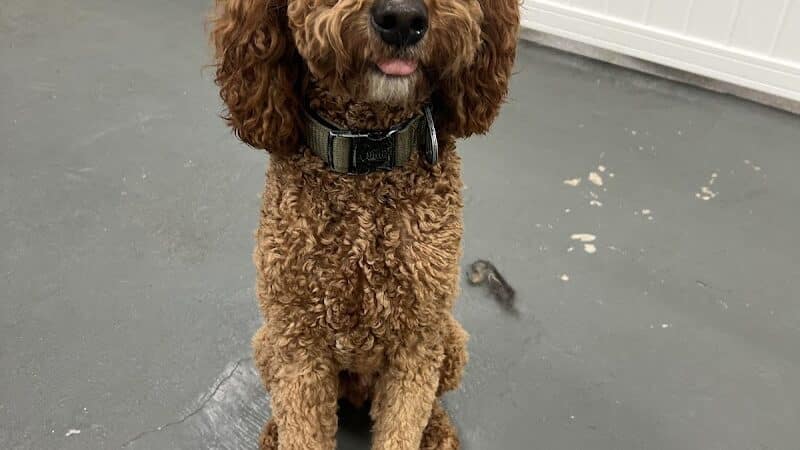 ZZ Dogs and Paws - Mansfield, OH