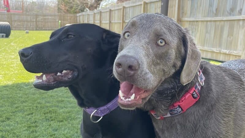 ZZ Dogs and Paws - Mansfield, OH