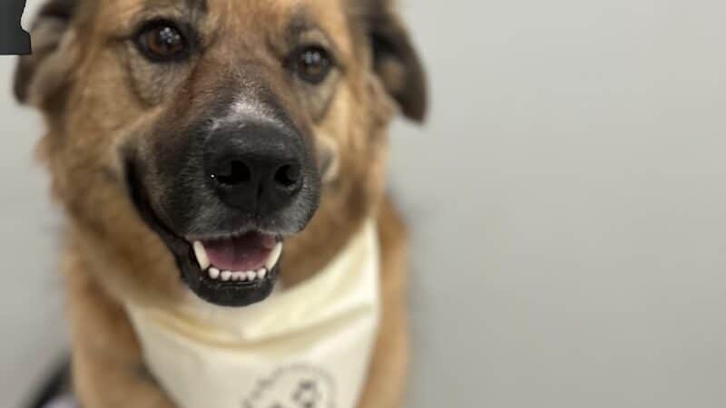 ZZ Dogs and Paws - Mansfield, OH
