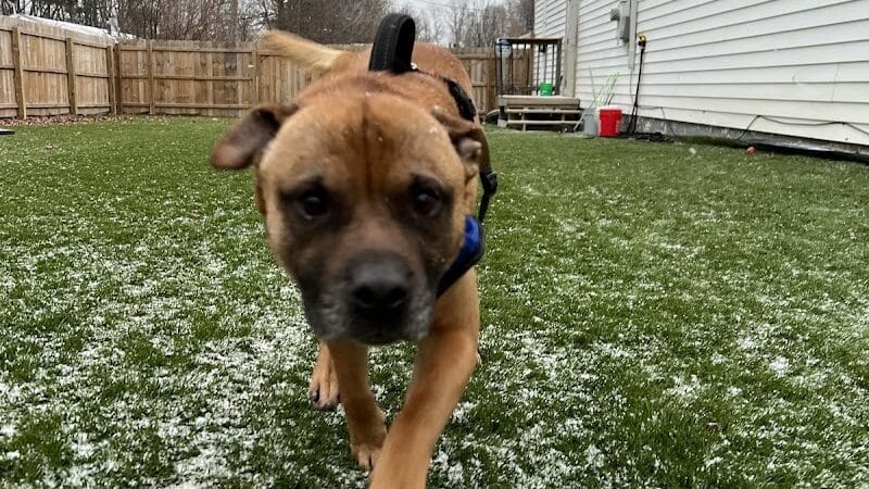 ZZ Dogs and Paws - Mansfield, OH