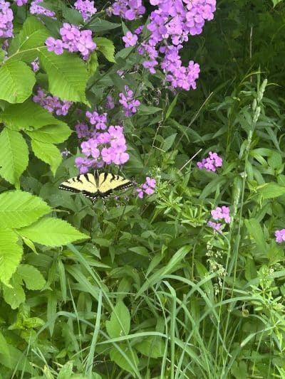 Headwaters Trail - Mantua, OH