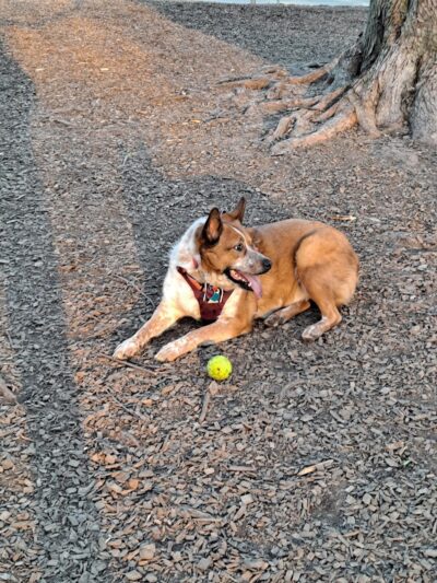 Kellogg Park-Maplewood membership only dog park - Maplewood, MO