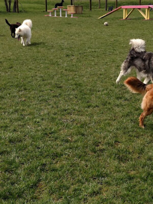 Premier Boarding Kennel
